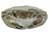 D Fossil Crab (Pulalius) In Concretion - Washington #240459-4